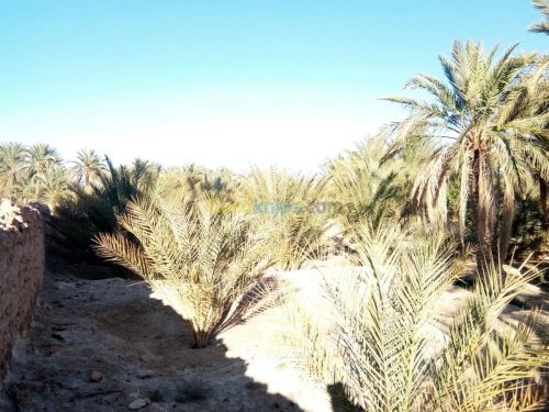 Vente Terrain Biskra Bouchagroun