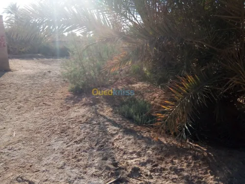 Vente Terrain Biskra Bouchagroun