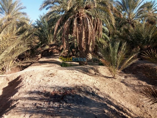 Vente Terrain Biskra Bouchagroun