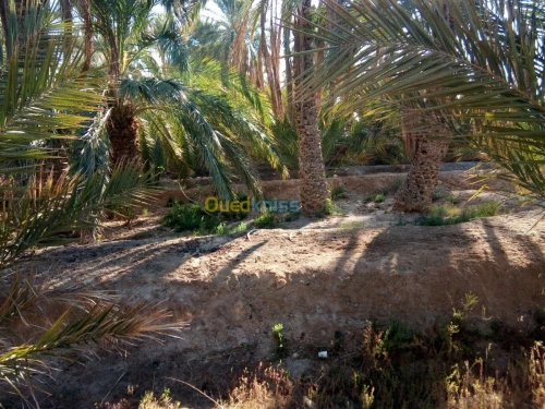 Vente Terrain Biskra Bouchagroun