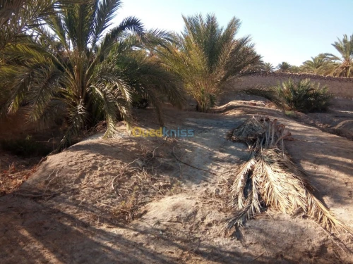 Vente Terrain Biskra Bouchagroun