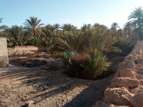 Vente Terrain Biskra Bouchagroun