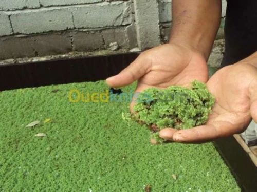 azolla أزولا