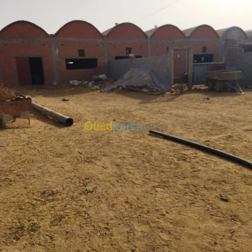 Vente Terrain Agricole Msila Mcif