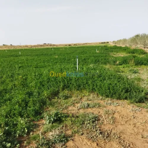 Vente Terrain Agricole Msila Mcif