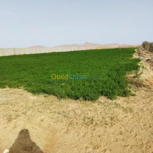 Vente Terrain Agricole Msila Mcif