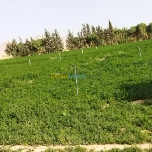 Vente Terrain Agricole Msila Mcif