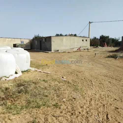 Vente Terrain Agricole Msila Mcif