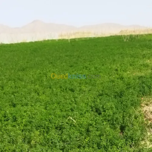 Vente Terrain Agricole Msila Mcif