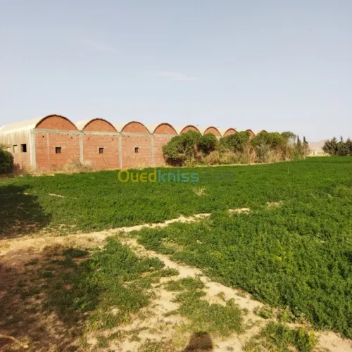 Vente Terrain Agricole Msila Mcif