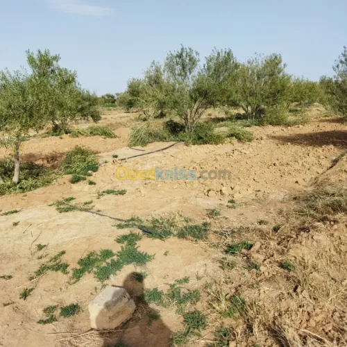 Vente Terrain Agricole Msila Mcif
