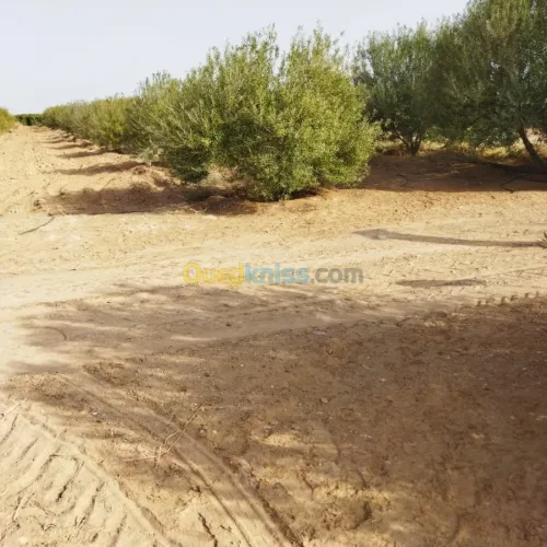 Vente Terrain Agricole Msila Mcif