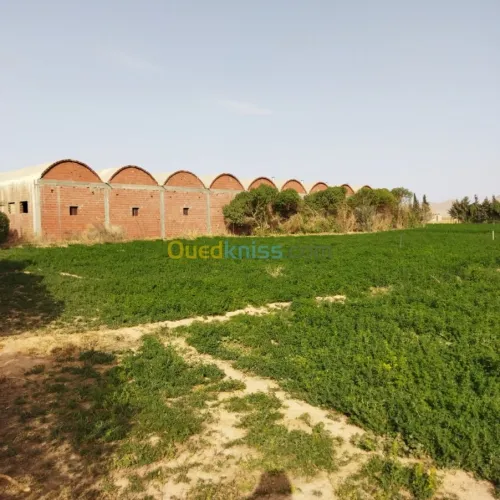 Vente Terrain Agricole Msila Mcif