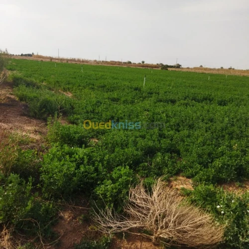 Vente Terrain Agricole Msila Mcif