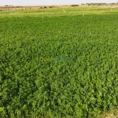 Vente Terrain Agricole Msila Mcif