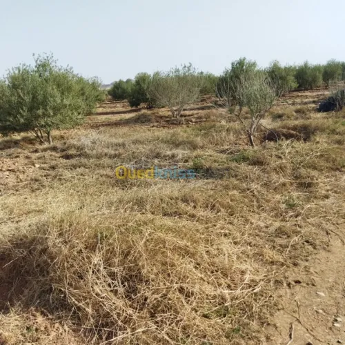 Vente Terrain Agricole Msila Mcif