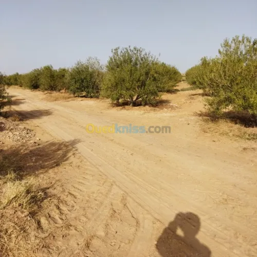 Vente Terrain Agricole Msila Mcif