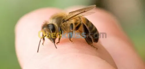 الأخصائيين في الطب بديل والرقية شرعية