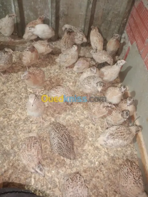 طائر السمان  les caille 