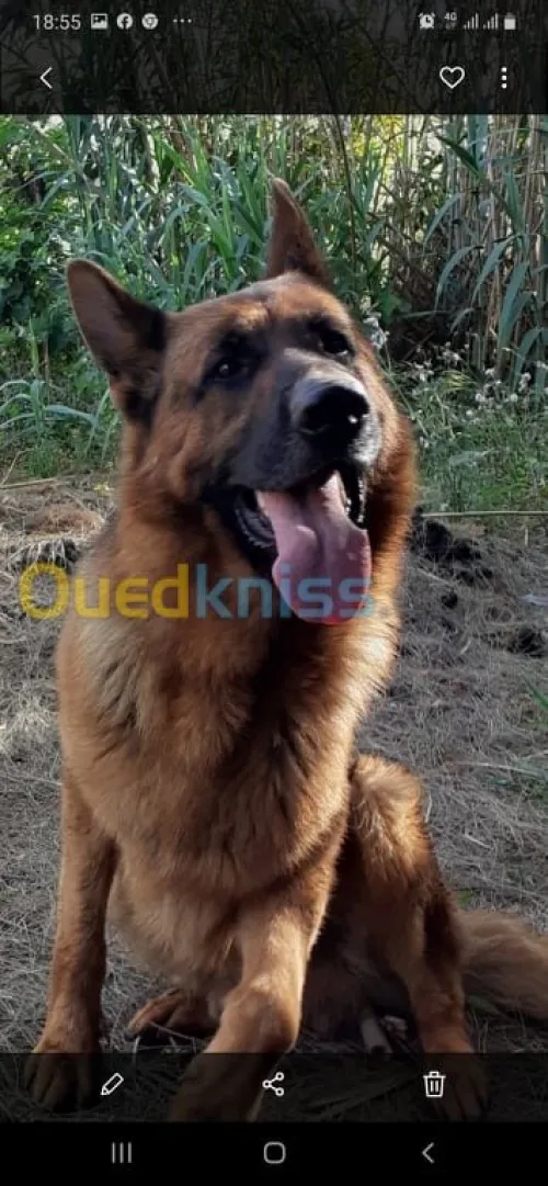 couple Bergé allemand 