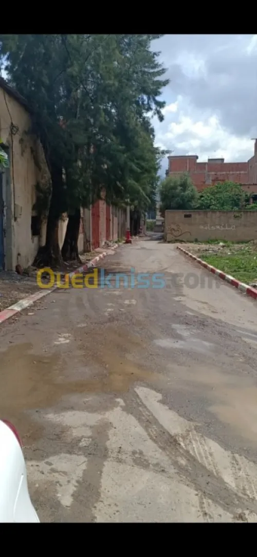 Location Hangar Blida Ouled selama