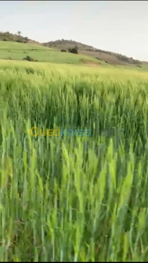 Vente Terrain Oran El ançor