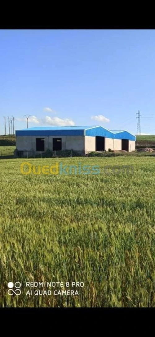 Location Hangar Constantine Ain smara