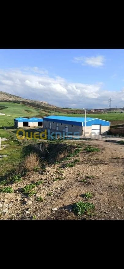 Location Hangar Constantine Ain smara