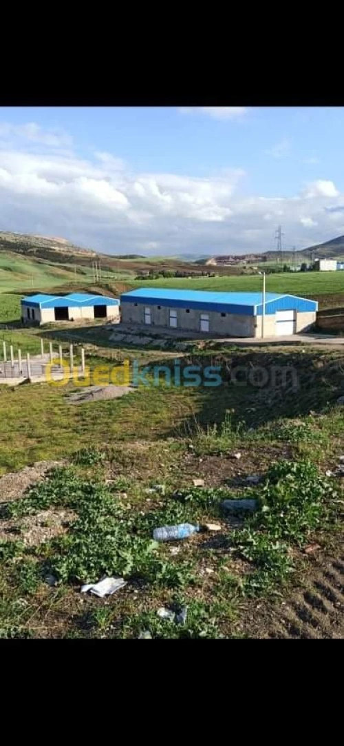 Location Hangar Constantine Ain smara