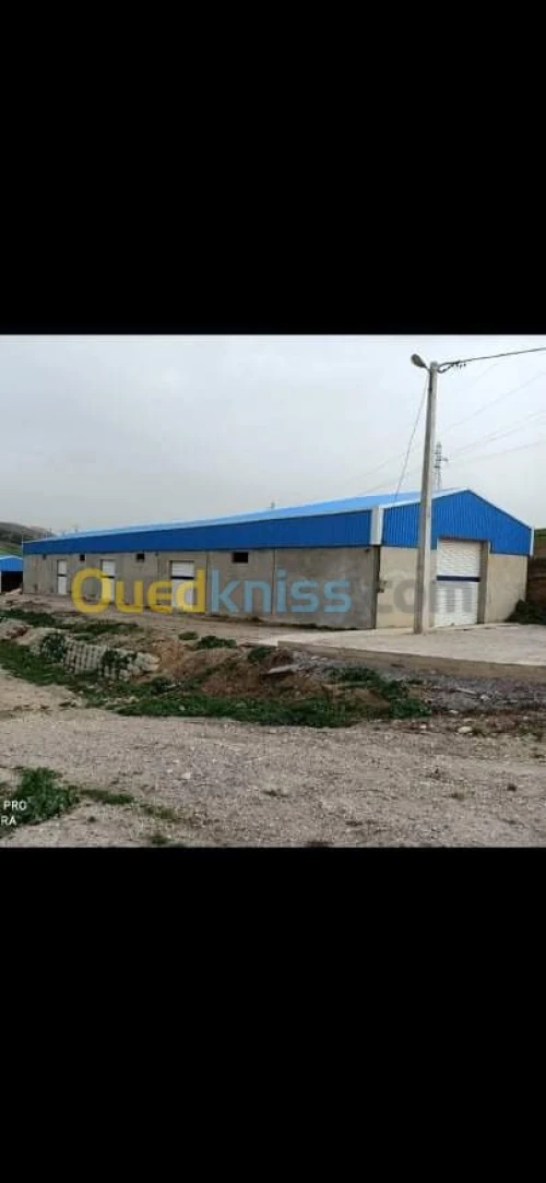 Location Hangar Constantine Ain smara