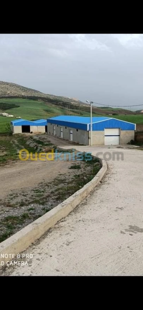 Location Hangar Constantine Ain smara