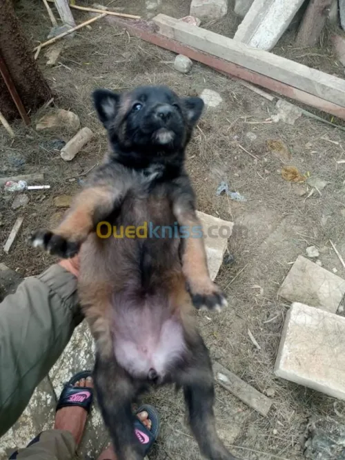 Malinois chiot et chiens 