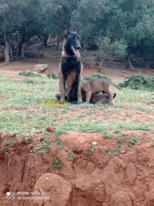 Malinois chiot et chiens 