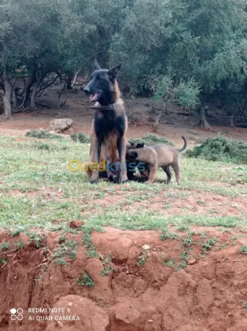 Malinois chiot et chiens 