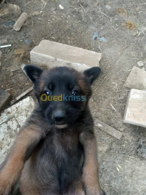 Malinois chiot et chiens 