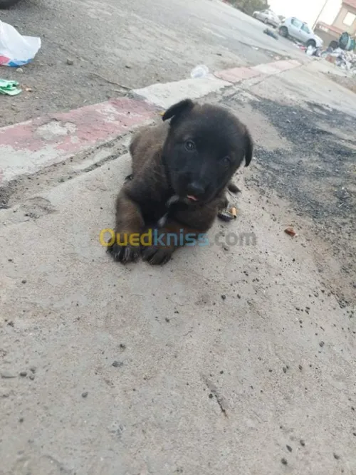 Malinois chiot et chiens 