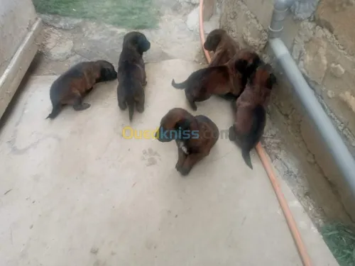 Malinois chiot et chiens 
