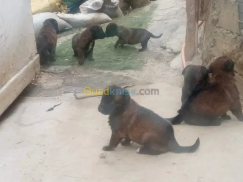 Malinois chiot et chiens 