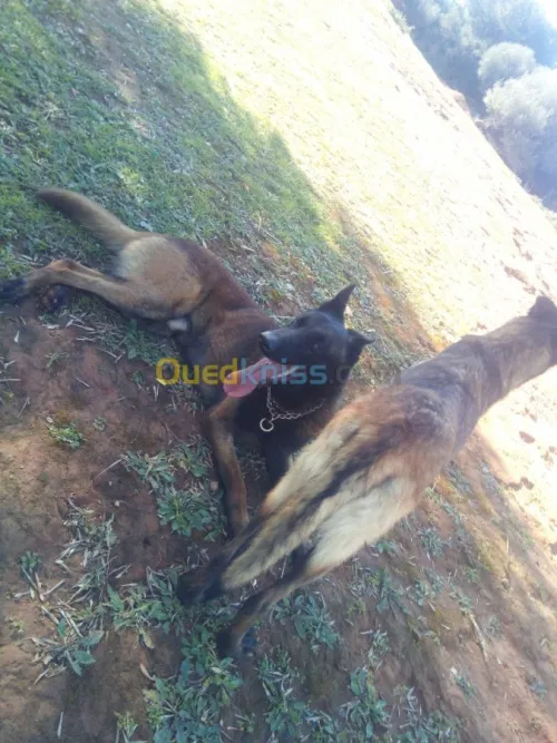 Malinois chiot et chiens 