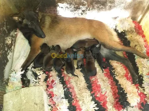 Malinois chiot et chiens 