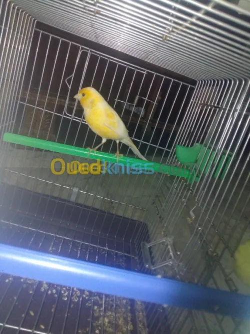 Canari mozayik 