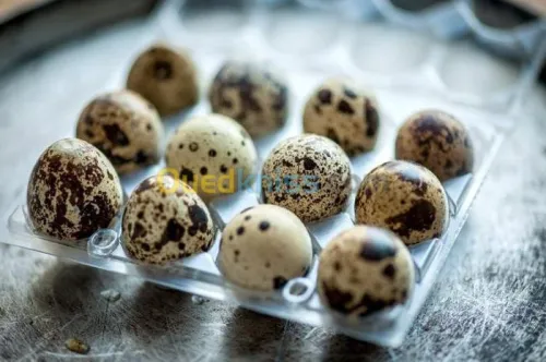 علب بيض السمان 