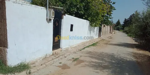 Vente bien immobilier El taref Besbes