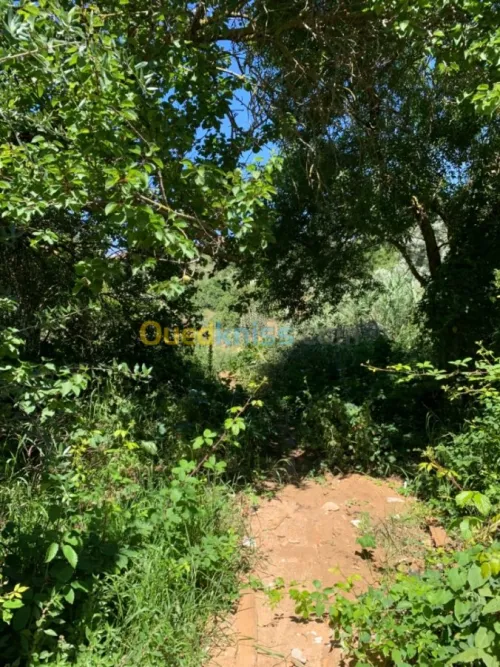 Vente Villa Alger Bouzareah