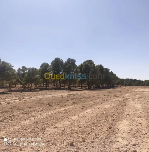 Vente bien immobilier Djelfa Djelfa