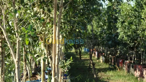 amenagement des espaces vert 