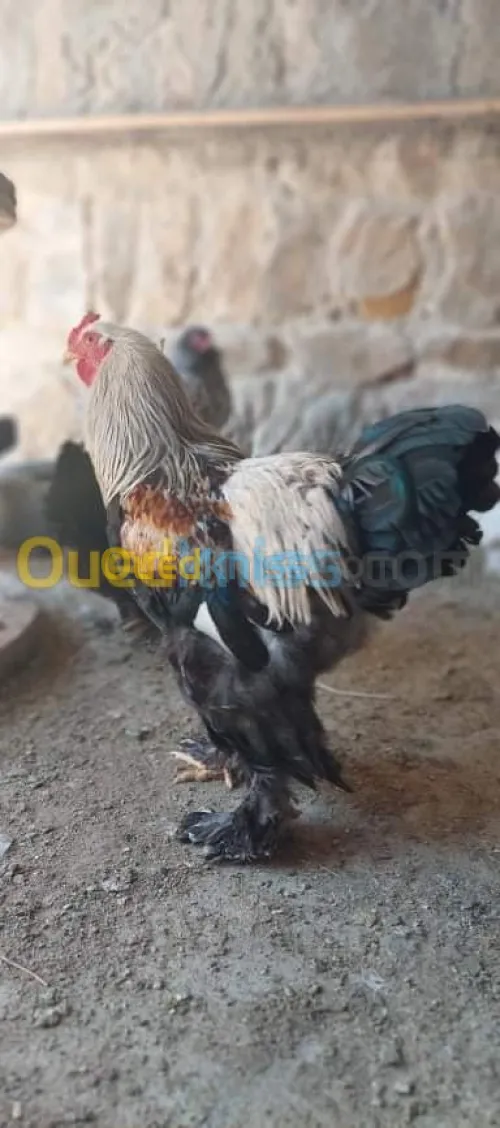  بيض براهما مختلف ألوان مخصب بإذن الله