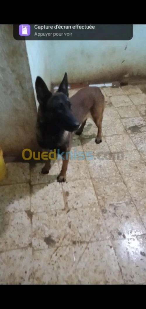 Mal malinois