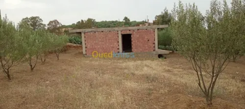 Location Carcasse Medea Bir ben laabed