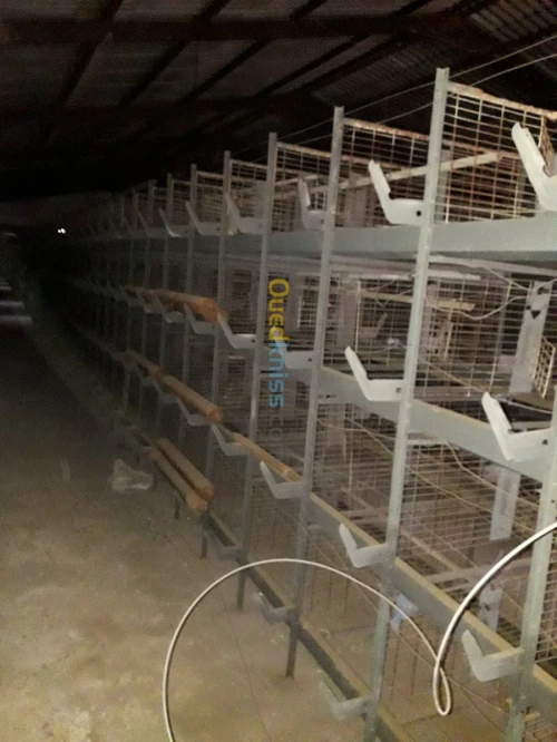 Batterie poules pondeuses 